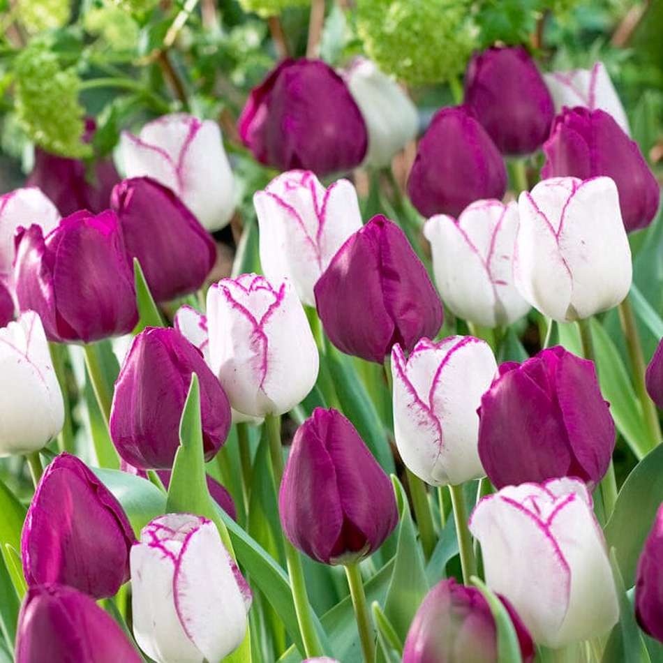 'Ella' Tulpanblandning